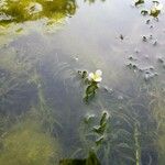 Elodea densa 葉