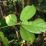 Maesobotrya klaineana Leaf