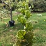 Quercus agrifolia Hoja