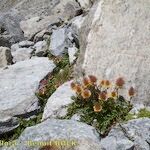 Geum reptans Other