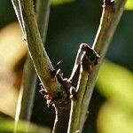 Ribes nigrum 樹皮