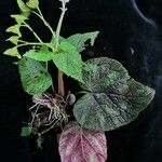 Begonia picta Агульны выгляд