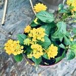 Lantana camaraFlower