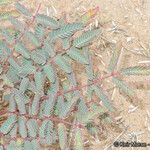 Hoffmannseggia glauca Leaf