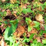 Elephantopus elatus Hoja
