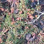 Ludwigia palustris Leaf