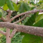 Magnolia obovata 樹皮