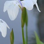 Iris laevigata Virág