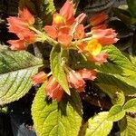 Chrysothemis pulchella Λουλούδι
