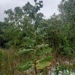 Lactuca virosa Habit