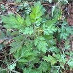 Artemisia princeps Листок