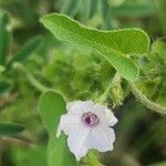 Convolvulus sagittatus Leaf