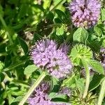 Mentha pulegium Flower