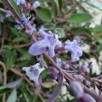 Vitex trifolia Цвят