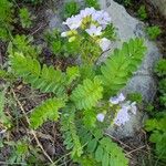Polemonium pulcherrimum Blomst