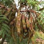 Senegalia caffra Frukt