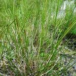 Eriophorum angustifolium 叶