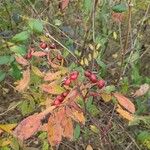 Rosa palustris Fruit