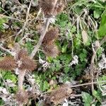 Xanthium orientale Fruit