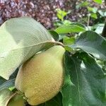 Cydonia oblonga Φρούτο
