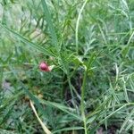 Lathyrus sphaericus Kvet