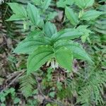 Prosartes smithii Levél