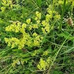 Galium × pomeranicum Kwiat