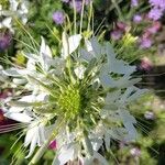 Cleome speciosa Flor