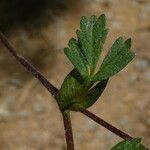 Potentilla crantzii 葉