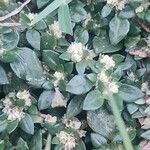 Guilleminea densa Blüte