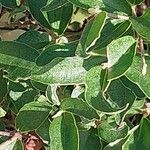 Cistus laurifolius برگ