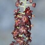 Veratrum nigrum 果実
