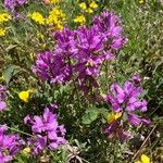 Polygala nicaeensis Fula