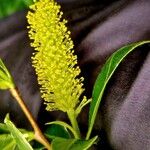Salix pentandra Fleur