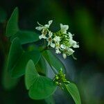 Bauhinia racemosa Flor