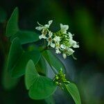 Bauhinia racemosaFlor