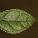 Glycydendron amazonicum Листок