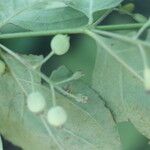 Chiococca alba Meyve