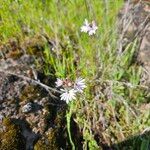 Lithophragma glabrum Flower