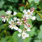 Fagopyrum esculentum Flower