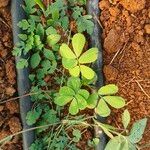 Arachis hypogaea Blatt