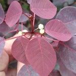 Euphorbia cotinifolia Leaf