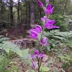 Cephalanthera rubraFlower