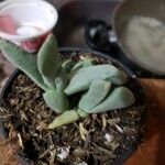 Cheiridopsis denticulata Hoja