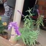 Salvia leucanthaFlower