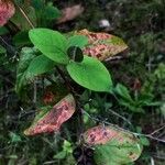 Hypericum androsaemumFolha