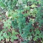 Galium rubioides Кветка
