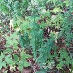 Galium rubioides Цветок