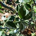 Ipomoea cairica Blad