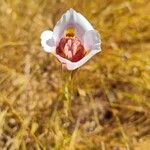 Calochortus venustus ᱵᱟᱦᱟ